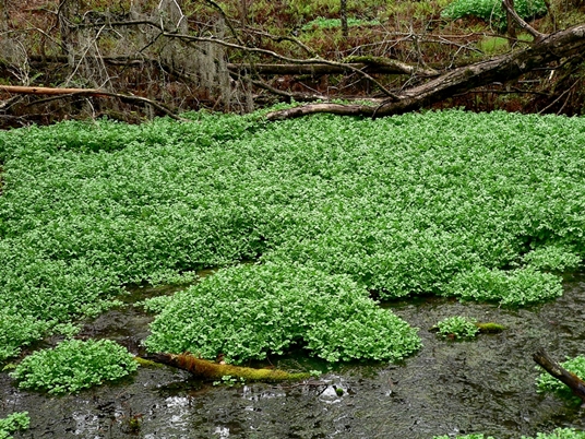 {Nasturtium officinale}